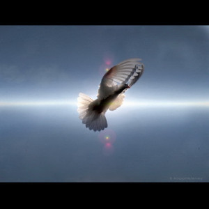 The Spirit descended from heaven like a dove... or from the balcony like a piece of paper.